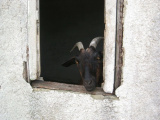 goat_peekaboo