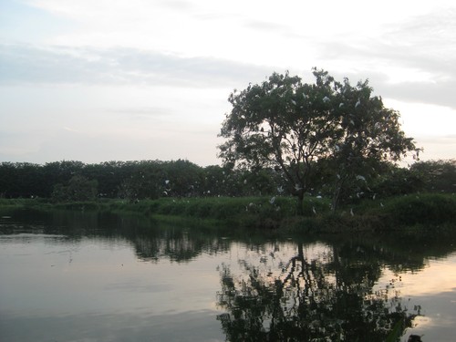 pond_with_cranes_at_Maha_Vihara_Maitreya_Medan