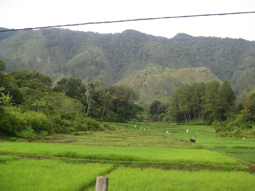 rice_fields_Samosir_island