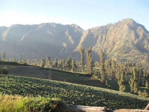 crops_in_Bromo