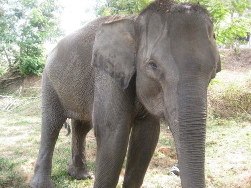 another_elephant_at_Taman_Nasional_Way_Kambas