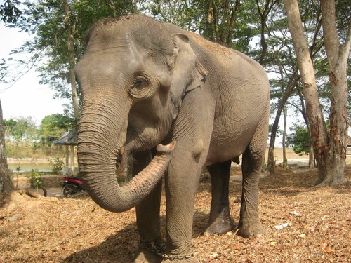 elephant_at_Taman_Nasional_Way_Kambas