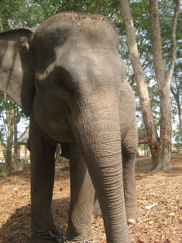 elephant_at_Taman_Nasional_Way_Kambas_2