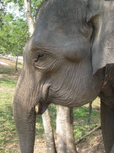 side_view_of_elephant_at_Taman_Nasional_Way_Kambas