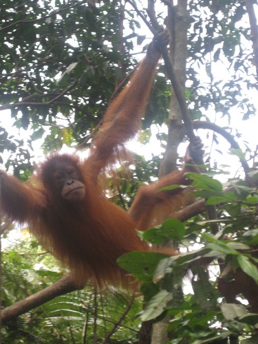 baby_orangutan_at_Gunung_Leuser_National_Park