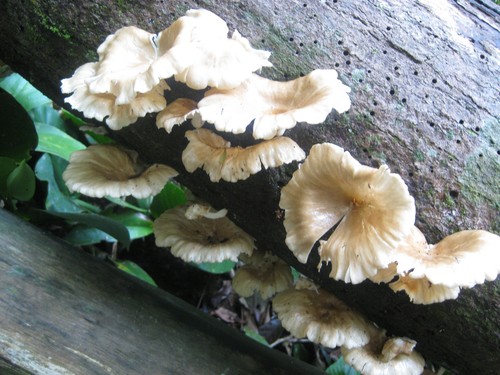 mushrooms_on_hike_at_Gunung_Leuser_National_Park