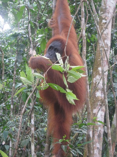 orangutan_with_banana_at_Gunung_Leuser_National_Park