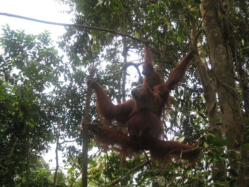 orangutans_at_Gunung_Leuser_National_Park