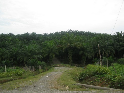 palm_oil_plantation_in_Bukit_Lanwang