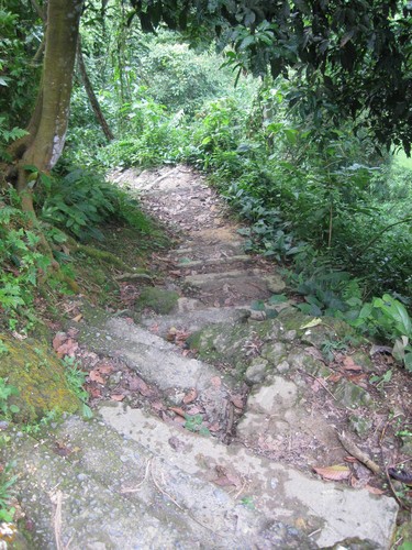 path_at_Gunung_Leuser_National_Park