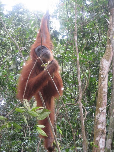 posing_orangutan_at_Gunung_Leuser_National_Park