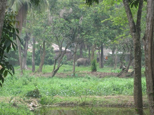 elephant_in_Palembang
