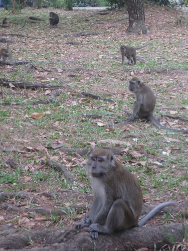 monkeys_in_Palembang