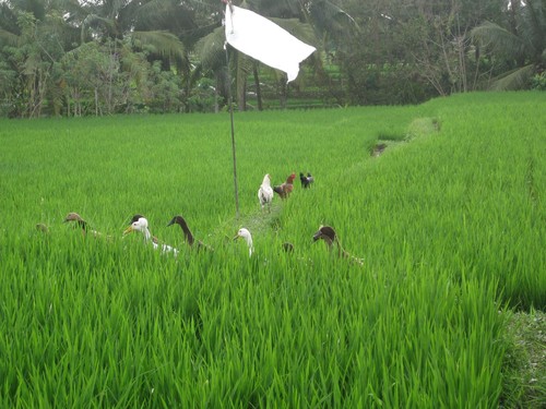Ducks_at_the_rice_fields_in_Ubud