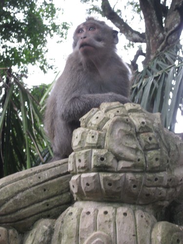 Monkey_at_Monkey_forest