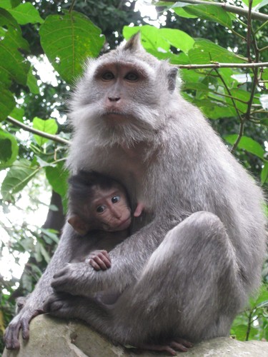 Mum_and_baby_monkies_at_Monkey_Forest