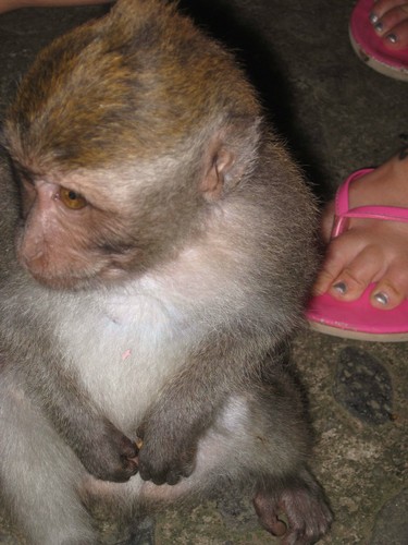 baby_monkey_and_LCs_thongs_at_monkey_forest