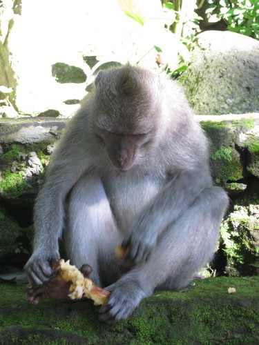food_for_monkeys_at_monkey_forest