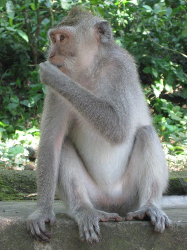 monkey_eating_at_monkey_forest
