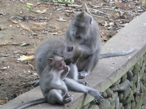 monkies_at_monkey_forest