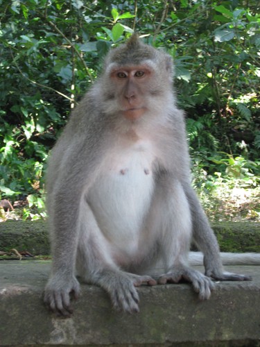 posing_monkey_at_monkey_forest