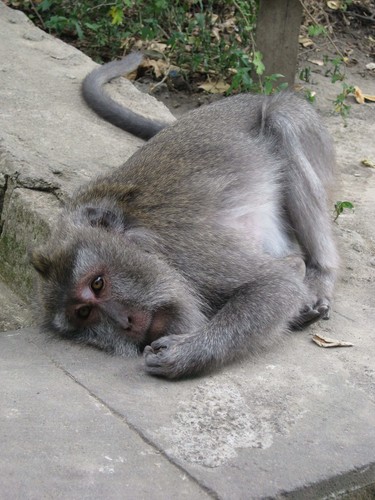 sleepy_monkey_at_monkey_forest