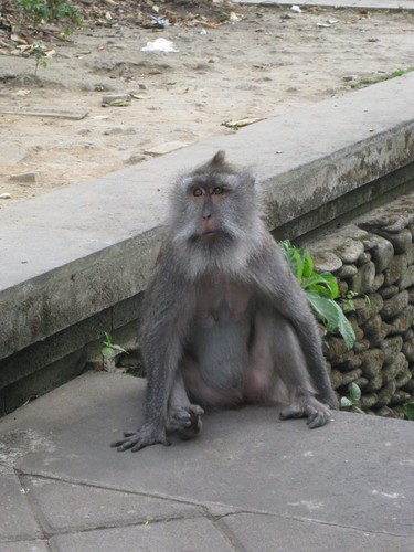 wise_monkey_at_monkey_forest