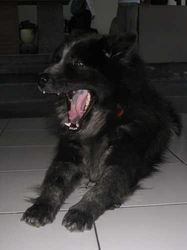 yawning_dog_friend_at_juice_bar