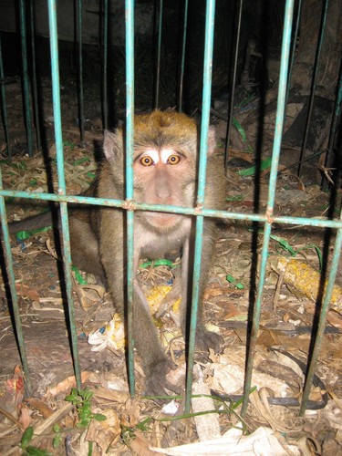 monkey_in_cage