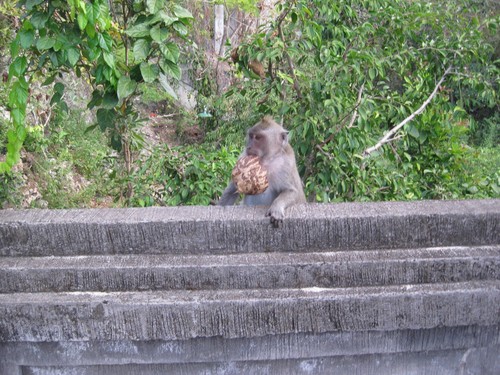 monkey_with_coconut