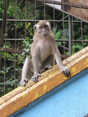 monkey_pose_at_Batu_Caves