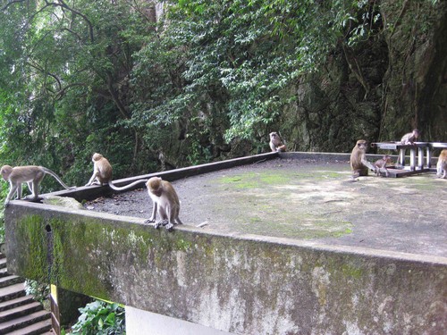 monkeys_playing_at_Batu_Caves
