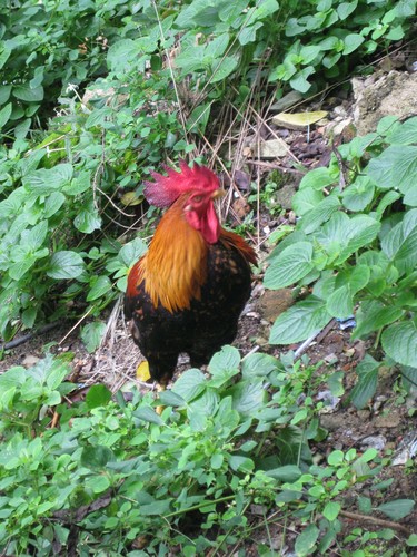 rooster_in_leaves_at_Batu_Caves