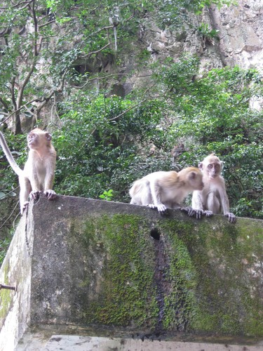 three_monkeys_at_Batu_Caves