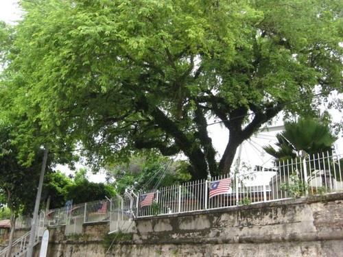 tree_at_Fort_Cornwallis