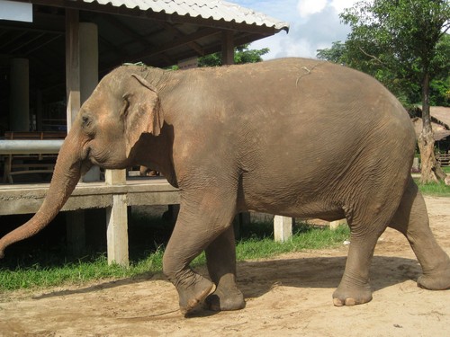 Im_coming_at_Elephant_Nature_Park