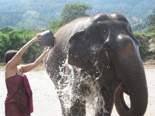 LC_washing_elephant_at_Elephant_Nature_Park