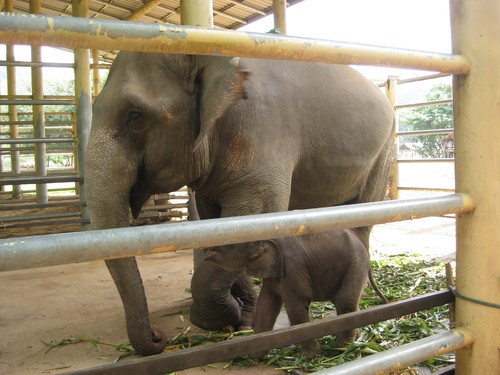 Mum__bub_at_Elephant_Nature_Park