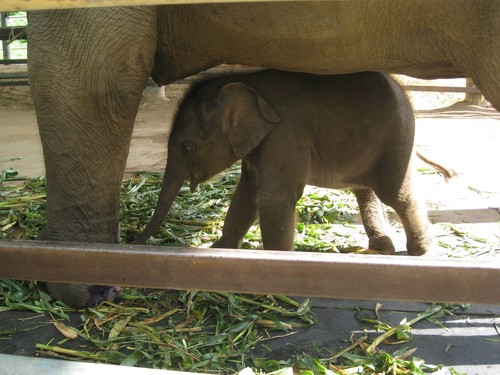 baby_elephant_at_Elephant_Nature_Park