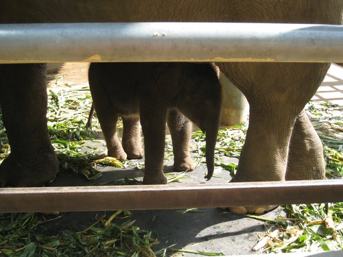 baby_elephant_hiding_at_Elephant_Nature_Park