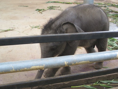 cute_baby_at_Elephant_Nature_Park