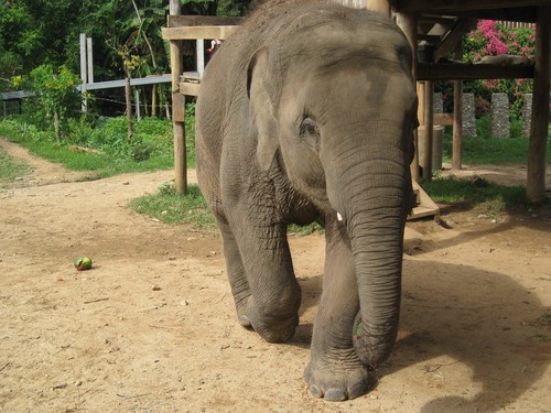 elephant_after_washing_at_Elephant_Nature_Park