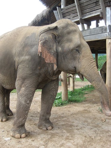 elephant_at_Elephant_Nature_Park