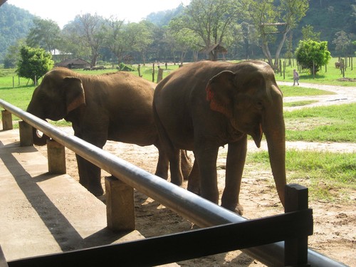 elephant_friends_at_Elephant_Nature_Park