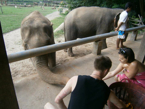 feeding_elephants_by_Billie
