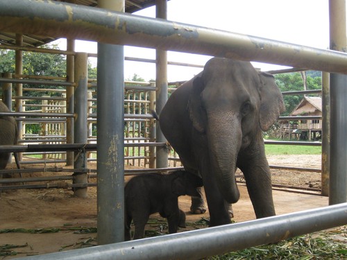 lets_play_Mum_at_Elephant_Nature_Park