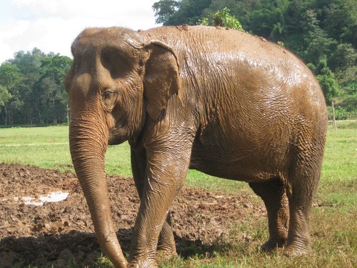 mud_is_even_better_than_dirt_at_Elephant_Nature_Park