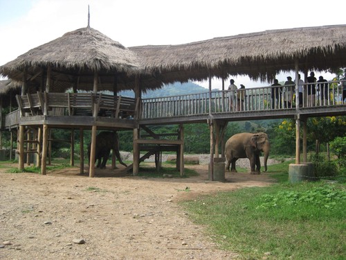 overpass_at_Elephant_Nature_Park