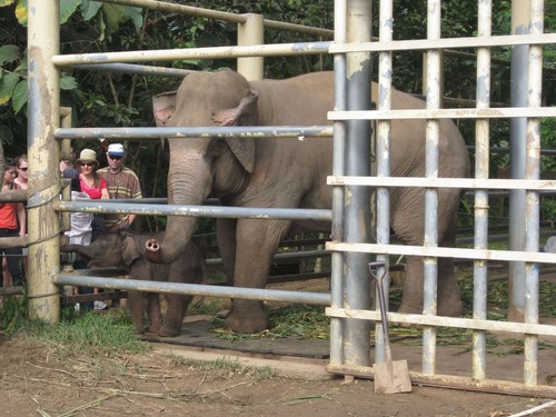 quarantine_area_at_Elephant_Nature_Park