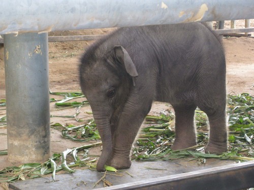 shy_baby_elephant_at_Elephant_Nature_Park